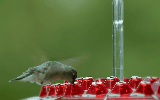 Hummingbird Feeder - With Ant Repellent and 30 Openings